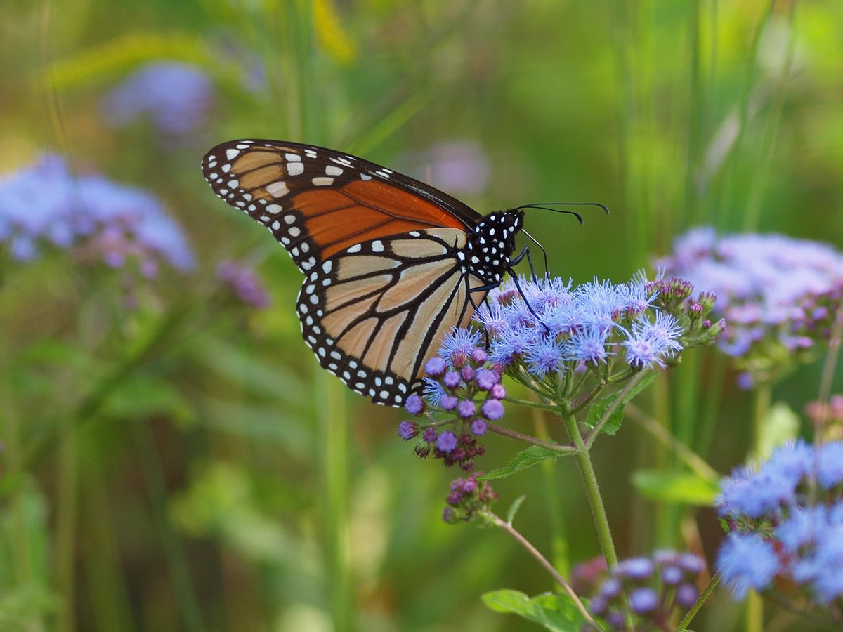 MeganinMOB's tweet photo. Quote for the day - "Just when the caterpillar thought the world was ending, she turned into a butterfly." --Proverb
#MobileStrong #MobileBay @Coastal_Alabama @MobileChamber @VisitMobileAL @SOMOTourism @MajorStimpson https://t.co/plVZUzPzN7