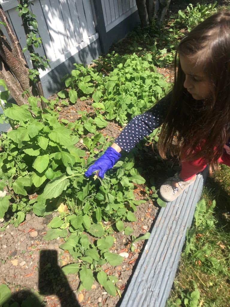 thubelina's tweet photo. @EastfieldPS #eastfieldbettertogether Life skills!👨‍🍳👩‍🌾🧝🏻‍♀️ Marianthi helped me cleaning the garden from the weeds! She commended “Hard job!” Have a lovely sunny afternoon! 🙏 https://t.co/UyL7uyrtEk
