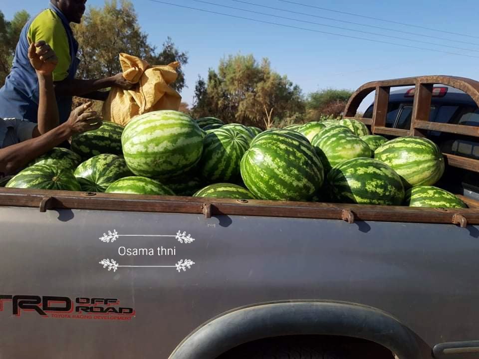 osamathini's tweet photo. #تليقزت الدلاع 🍉 #بالتارقي 
 
من مزارع منطقة #تهالا في #الجنوب_الليبي #غات #دلاع طعم ومذاق #عالمي بشهادة #عالميه، وقديمآ كان يصدر للخارج فقط، 

سعر 1ك وصل الى (50قرش/ اقل من نص دولار) وعندكم بكم السعر ..!
#Watermelon #thala #Dalaa #south_farms #Sustainable #development #youth https://t.co/22Rp8fwRRO
