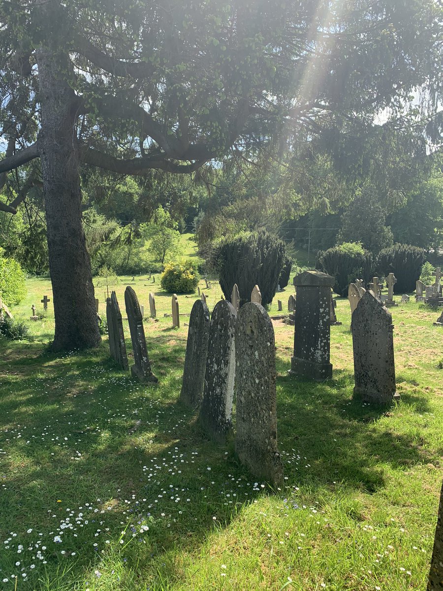 Been to the closed churchyard in #uppingham with Sarah from <a href="/Uppinghambloom/">Uppingham in Bloom</a> to devise plan of action re #nomow Herb robert, comfrey and speedwell among flowers spotted 🍃🌱💚