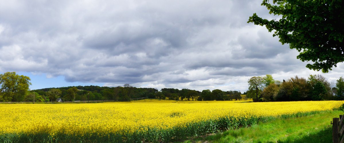 ccbigcam's tweet photo. Mellow Yellow. Fields of Rapeseed in full bloom, certainly brighten up those dull cloudy days.
#fieldsofcolour
#landscape https://t.co/qfG8koEEM2