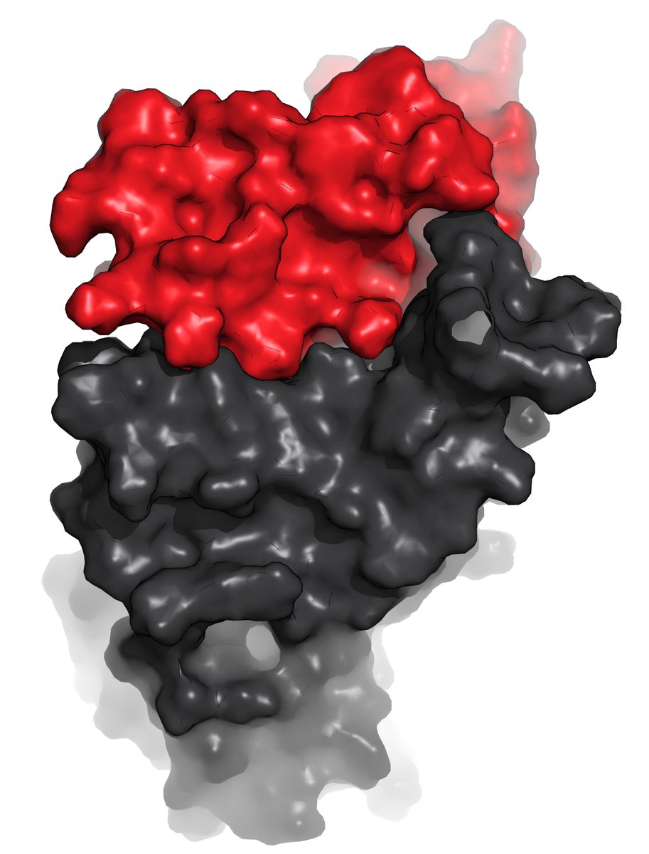 Institute for Protein Innovation (@ipiproteins) on Twitter photo IPI is officially fighting #COVID-19 with #SyntheticPeptides that neutralize #SARS-CoV-2 incorporated into engineered #nanostructures for use in disinfecting aerosols. Congrats to IPI’s Chris Bahl and Phil Demokritou <a href="/HarvardChanSPH/">Harvard T.H. Chan School of Public Health</a> for scoring @NSFgrant. IPI is officially fighting #COVID-19 with #SyntheticPeptides that neutralize #SARS-CoV-2 incorporated into engineered #nanostructures for use in disinfecting aerosols. Congrats to IPI’s Chris Bahl and Phil Demokritou <a href="/HarvardChanSPH/">Harvard T.H. Chan School of Public Health</a> for scoring @NSFgrant.