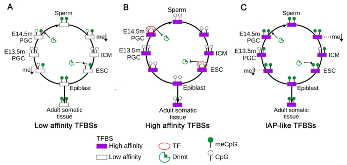 Kremsky and <a href="/CorcesVictor/">Victor Corces</a> look at DNA methylation during germ cell development and pre-implantation development. 78% of CpGs have their methylation restored after global demethylation. Those that are bound by transcription factors are not remethylated genomebiology.biomedcentral.com/articles/10.11…