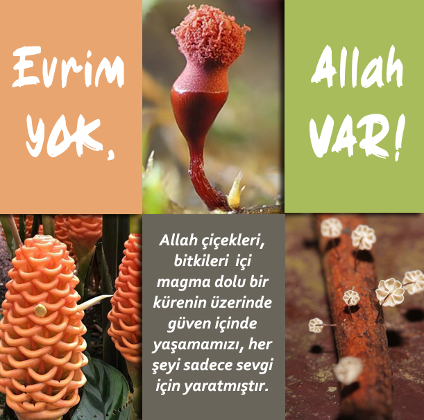 Net_Cevap's tweet photo. Evrim Yok - Allah Var https://t.co/ztnuWCJec8