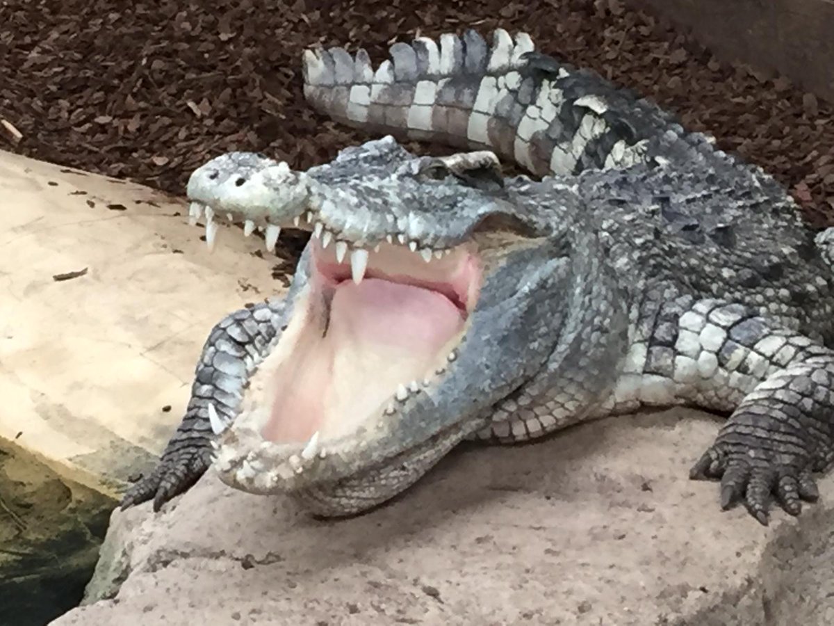 Crocs of the World tweet media