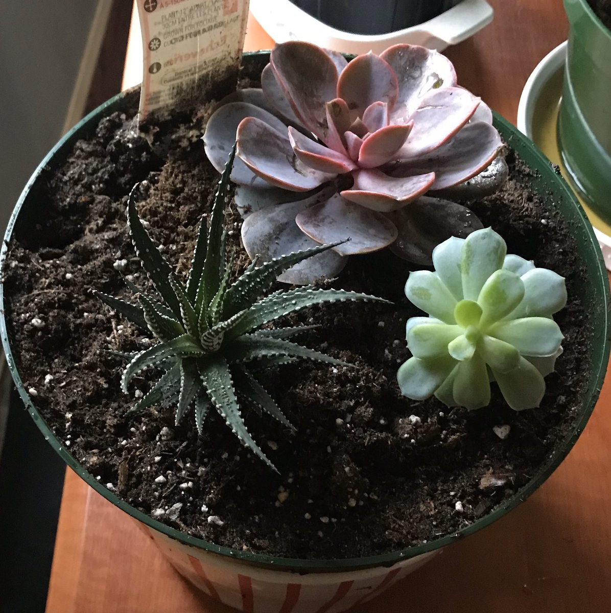 ShelfEssentials's tweet image. 