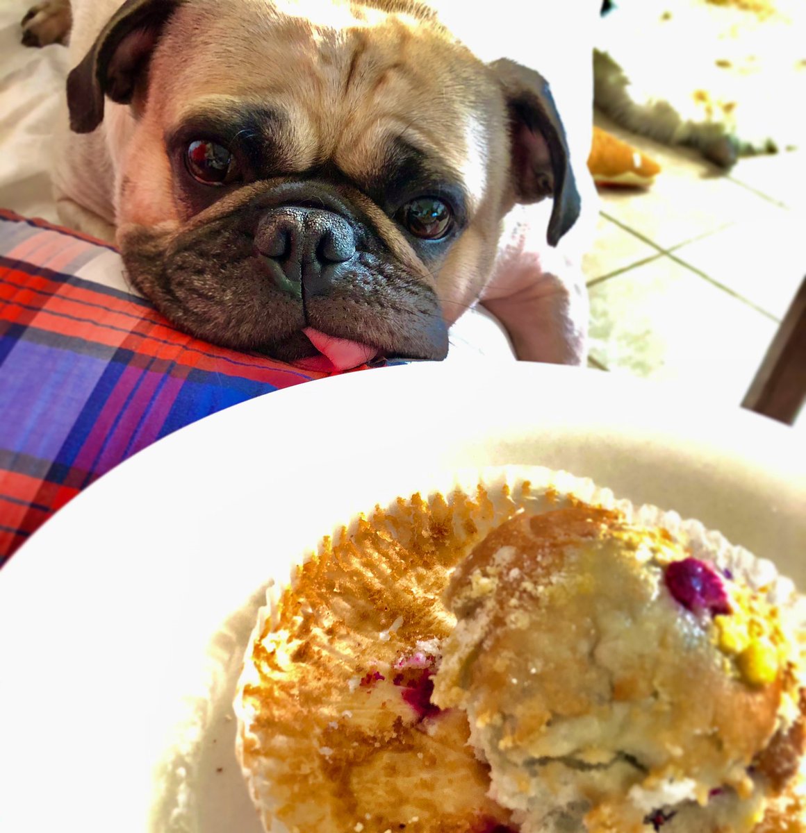 “I spy wif my widdle eyes... “ 👀 -Max

#max #pug #dog #spy #snoopdogg #eyes #muffin #snoopy #see #look #doggo #foodie #yummy #delicious #eat #pastry #ittakesathief #doglife #doglover #hugs #kisses #loveyou #loveyoutothemoonandback #love