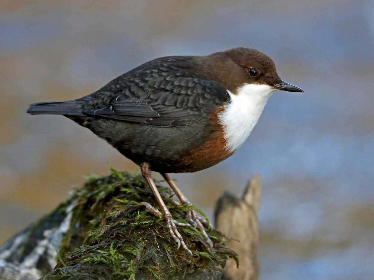 White throated