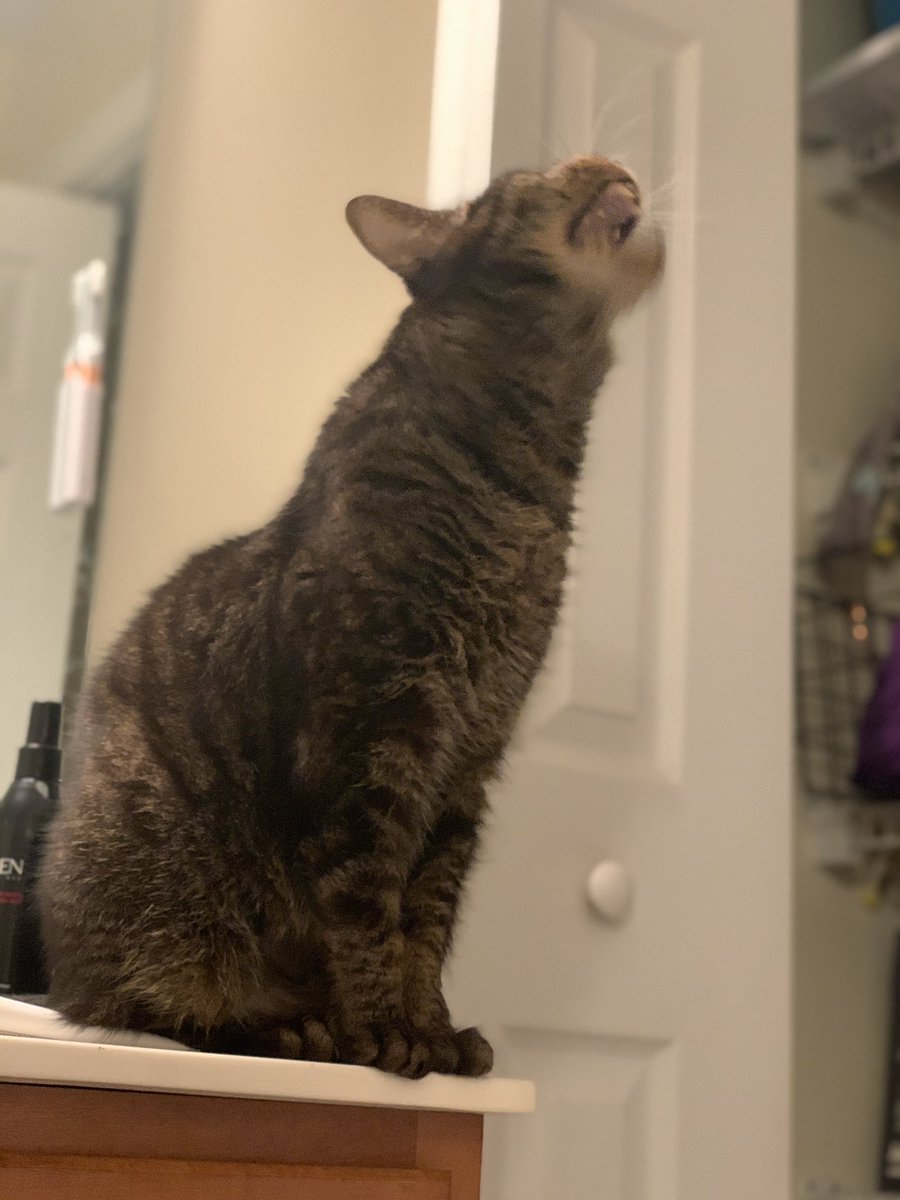 1eyedchewy's tweet photo. 🎵 I CHOME  im WITH HAVENT YUO PEOPLEEVER HEARD OF . Closing THE GOD DAMN DOOR     nO ITS MUCH BETTER TO FACE THESE KINDS OF THINGS WITB A SENDE OF POISE AND     RATIONAlity ‼️ https://t.co/av0Y98eq8f