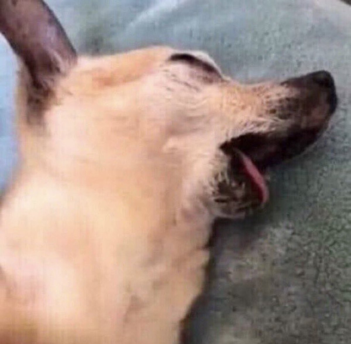 ReddFanAccount's tweet image. me sleeping past noon for the third sunday in a row while daisy mae wanders around my island