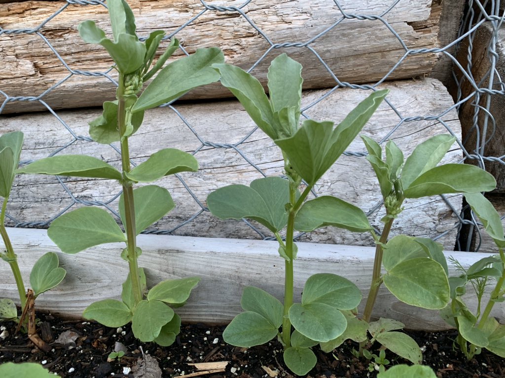 I promised to tweet about Granny Gardens today and I’d also love to hear the stories and actions that are inspiring you during the pandemic! The  #GrannyGarden movement grew out of existing food systems resiliency work in Bella Bella that was reshaped in response to COVID.