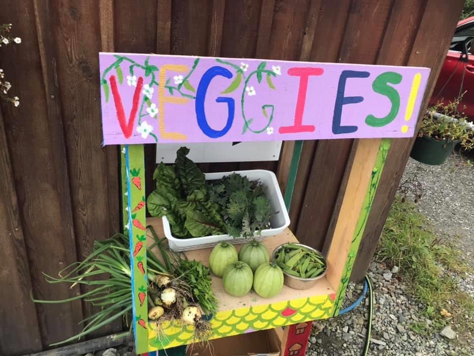 Any food we grow is distributed for free to community through a little veggie stand outside our office! We do well with greens, peas and beans, summer and winter squashes, herbs, onions, beets, and more. Any excess veggies grown in Koeye are brought into town to give away too.