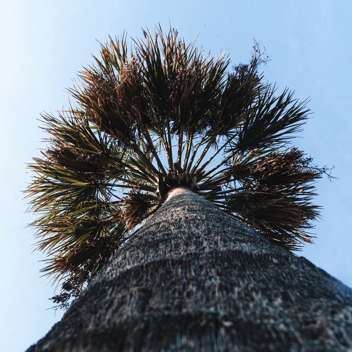Palm trees and 80 degrees! 🌴#VisitTybee  [📸 <a href="/michaelcyrusjr/">Michael Cyrus Jr</a>]