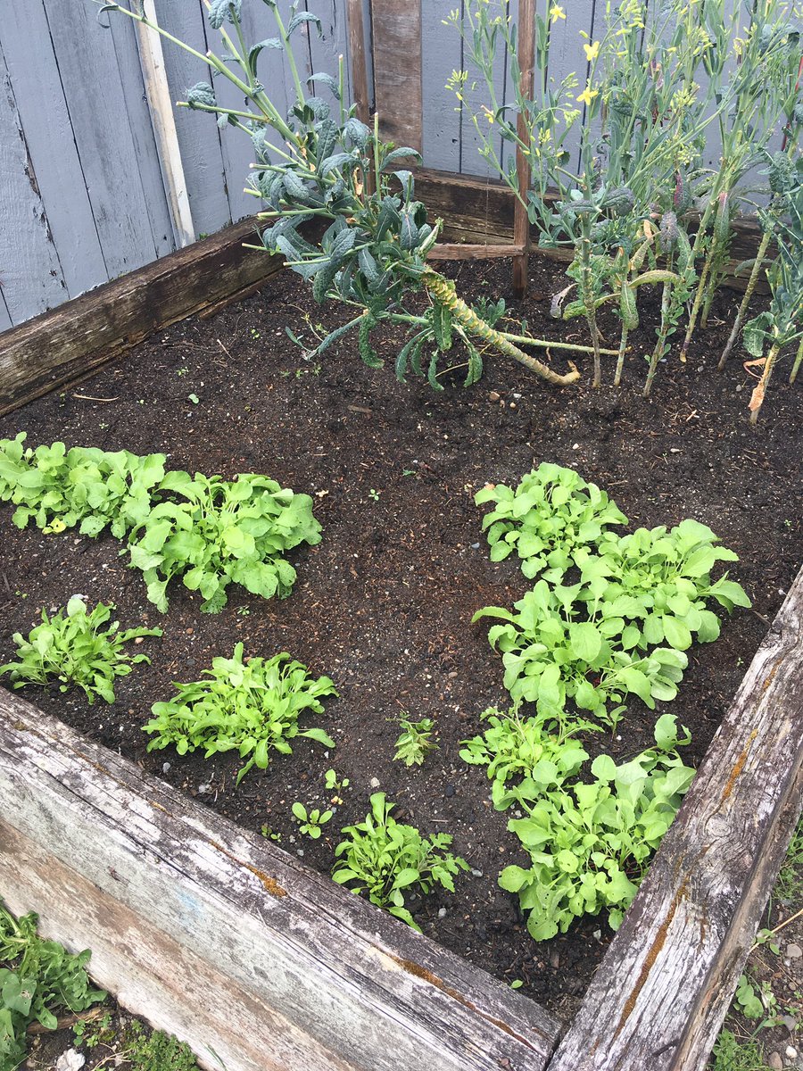 After I was done inside and my bread was in the oven, I went to the yard. I pulled all of the weeds, pickup all of the dead blossoms, and watered my raised beds!