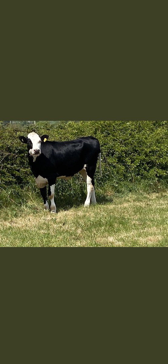 stonejoe250's tweet image. Nice to see some Procross heifers we have brought in settling in nicely!! #procross #dairy365 #imports