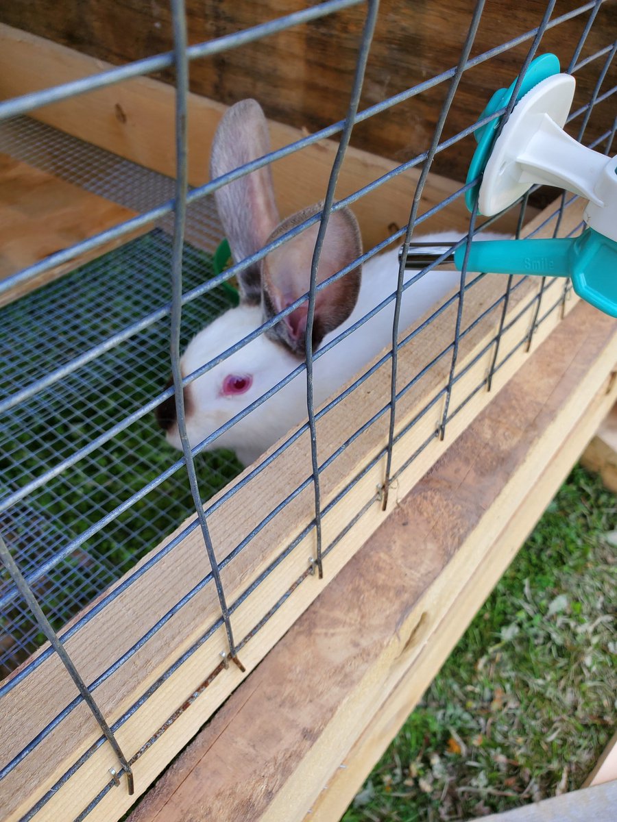 kerpat14's tweet photo. Snowflake, Cinnamon, & Flopper. New additions to our #homestead
#BreedingMeat
#rabbits https://t.co/oJwIHXhf7n