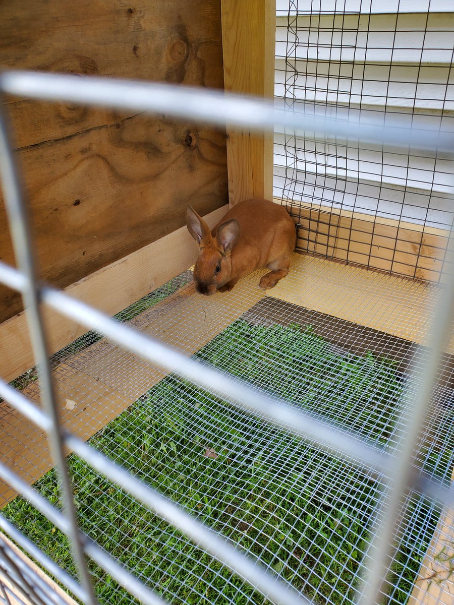 kerpat14's tweet photo. Snowflake, Cinnamon, & Flopper. New additions to our #homestead
#BreedingMeat
#rabbits https://t.co/oJwIHXhf7n