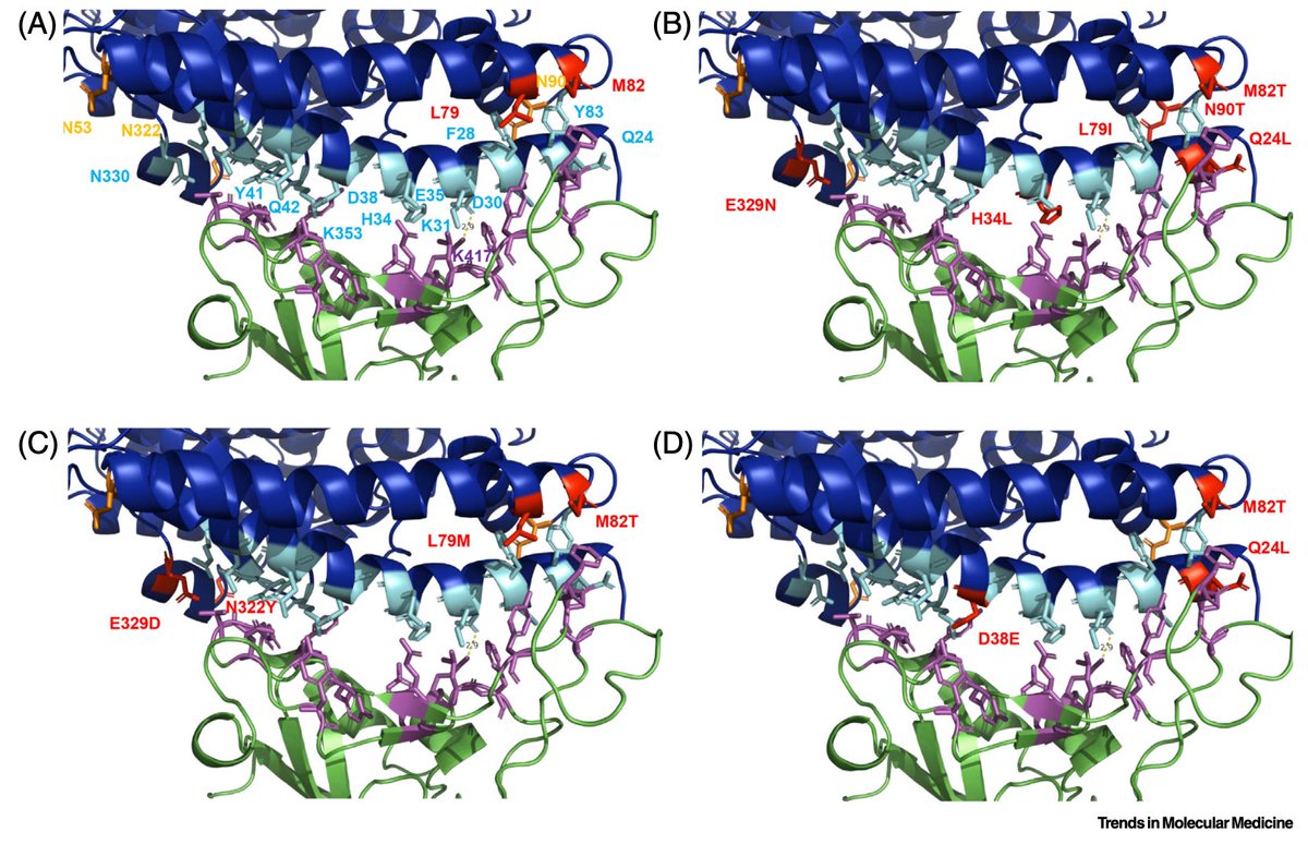 11/ One theory revolves around a receptor in the lung called ACE2. ACE2 receptors are an important entryway of SAR-CoV-2 (the virus that causes  #COVID19) into the lungs.  http://bit.ly/2Tm70d8 