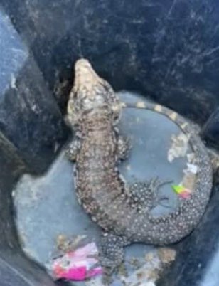 OKCPD's tweet photo. What in the Joe Exotic is going on in OKC?? Last week it was snakes, this week more critters! One of our officers received this unusual call while working in SE OKC. #newdaynewcalls https://t.co/zjPZ62NpP1
