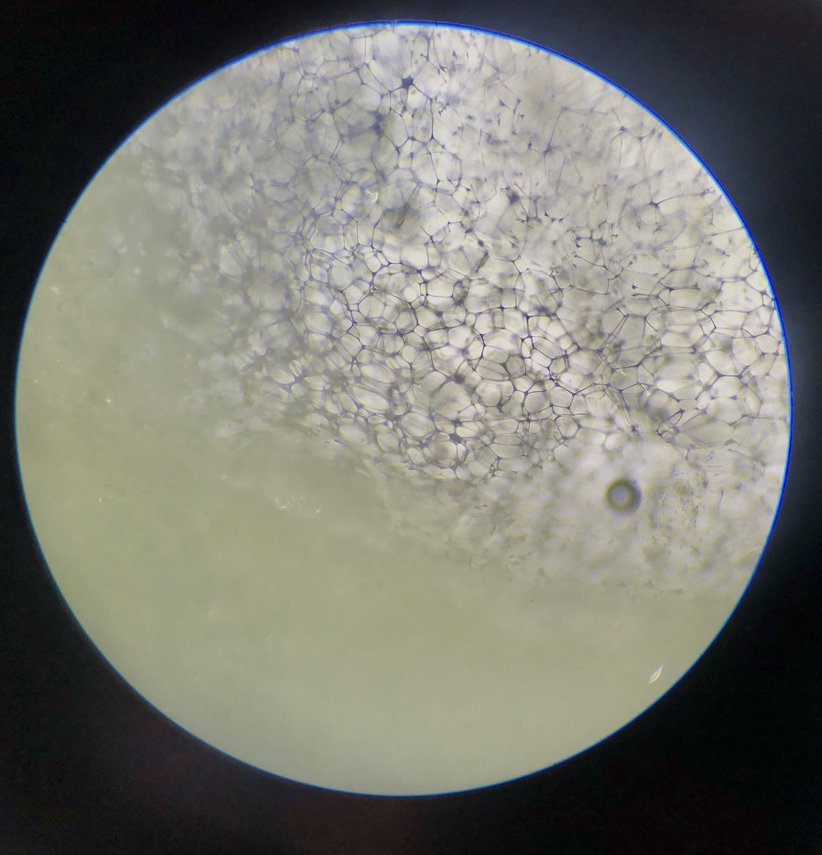 ZerOne65715876's tweet photo. You should zoom into see the nature of a #cucumber #Synchronicity #AsPerfectAsBees #VerySacredGeometry #fleshshouldbefresh #Reconnecting #MicroVeggie #Microscope https://t.co/aDYeNNUcML
