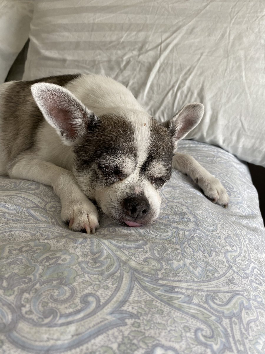 FlokiTheFizzgig's tweet photo. I talked mum into working upstairs. Really I just wouldn’t budge. #TongueOutTuesday #Happysnoozing
#dogsoftwitter #chisquad #dogsduringlockdown https://t.co/fpMg7Rknfo