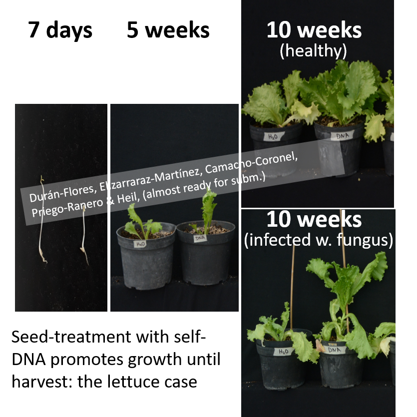 Martinplantecol's tweet photo. Latest progress on #growthpromotion by #plantvaccines based on #DAMPs - #selfDNA #eDNA enhances growth of lettuce until harvest
work by Dalia, Iris, Xico, Nico done @ge_cinvestav @CinvestavIra almost ready for submission to @FrontiersIn https://t.co/PMrxIm8ISl