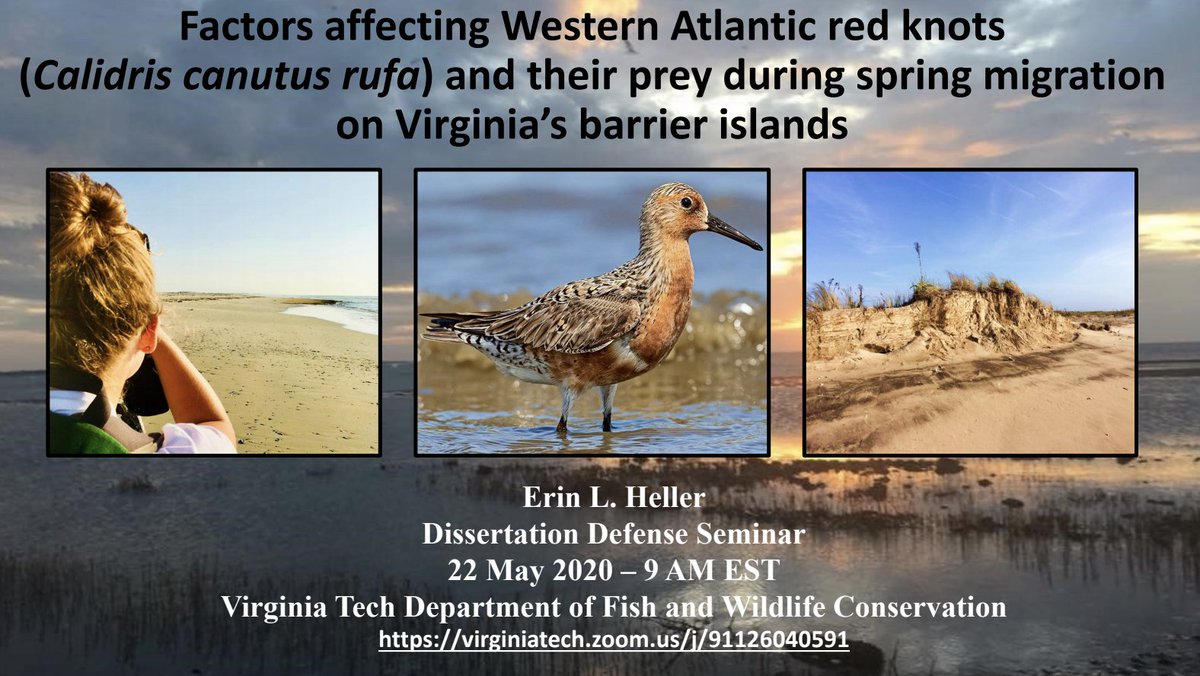 Join Erin L. Heller on Friday, May 22nd @ 9:00AM for her Dissertation Defense Seminar!

Title: "Factors affecting Western Atlantic red knots (Calidris canutus rufa) and their prey during spring migration on Virginia’s barrier islands"

Via Zoom: virginiatech.zoom.us/j/91126040591