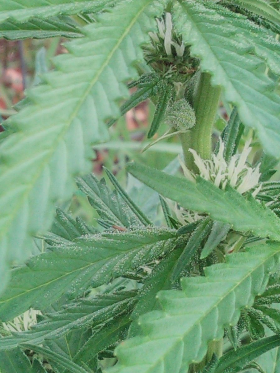 Growskillz17's tweet photo. "SC1219" F2's coming... Also keep an π out for "Queen Gazoo" coming later this fall!! A @AndHeGrows x @sleepnfroggenetics colaberationπͺπ₯π₯π₯π₯π₯!
#sleepnfroggenetics
#spacemangenetics
#Banginbuds
#NBFcrewπ₯π₯π₯π₯π₯
#Mmemberville
#GDC https://t.co/HxeVieUV3s