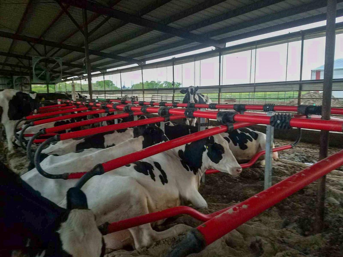 A new installation of EASYFIX Livestock Comfort Solutions in Longford, Kansas🐮

Providing the ultimate in #cowcomfort ✅

Happy cows 🐄 = Happy farmers👨‍🌾 

Visit EASYFIX.com for more info!

#EASYFIXUSA #LivestockComfort #cows #dairy #dairyfarm #dairyfarming #ranch