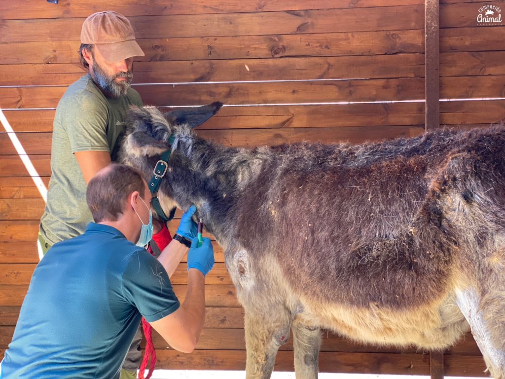 CompasionAnimal's tweet image. Hoy nuestro veterinario equino, ha visto a Marina y Frodo.
Se ha hecho analítica a ambos para controlar su evolución desde que llegaron de la granja escuela, Marina sufría una grave anemia cuando la rescatamos. Y había que arreglarles la boca, sus dientes estaban en mal estado.