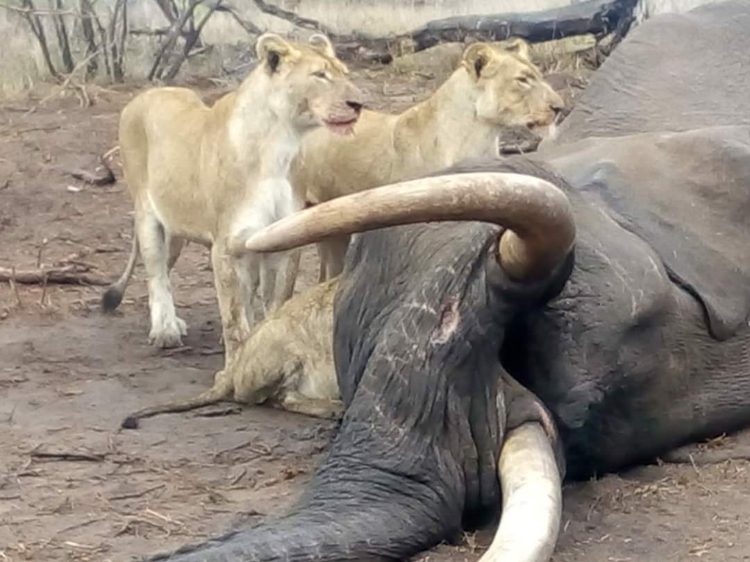 BotetiLodge's tweet photo. Good night 🦁🐆🙂.
#botetisafaris #boteti #botswana #africa #safari #wildlife #big5 #botetitentedsafarilodge #okavangodelta #nature #beautifuldestinations #exploremore #letsgosomewhere #vscogoodshot #posttheordinary #chasinglight #takemethere #lifewelltravelled https://t.co/PFGVHLM0b1