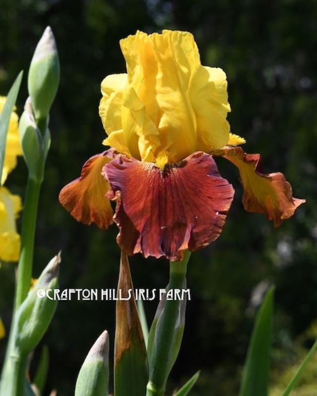 CraftonIrises's tweet photo. Taco Belle (Sexton, 1978) Blooming at Crafton Hills Iris Farm ~Enjoy!: https://t.co/u07KB0tWNk https://t.co/k5OKP0l7E5