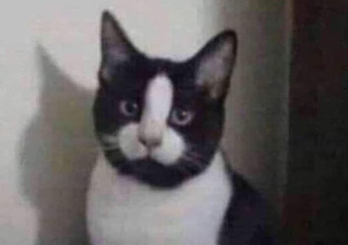 DeanJC420's tweet image. #KittyNames Pussy named Dick! Irony haha