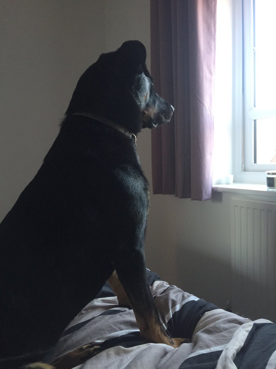Ayda has been guarding me whilst I’ve had a nap this afternoon #dogsoftwitter #dogs