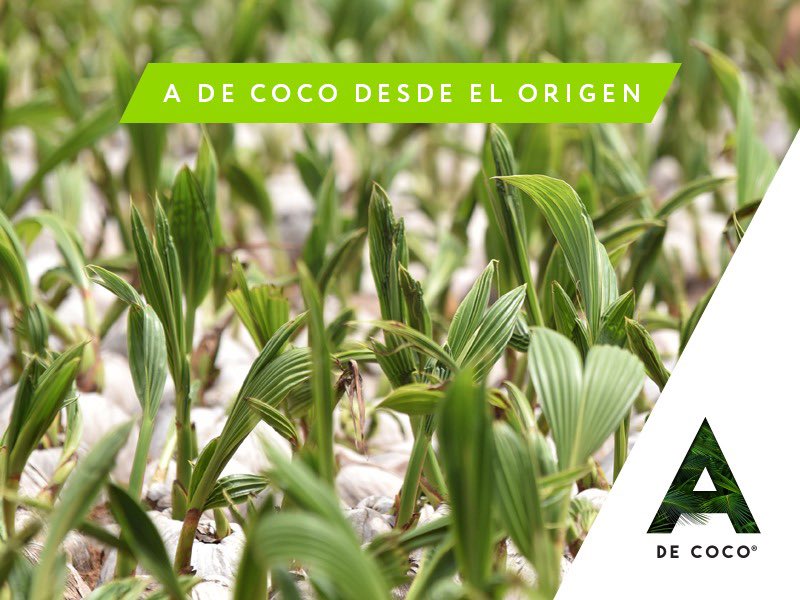 A de Coco tweet media