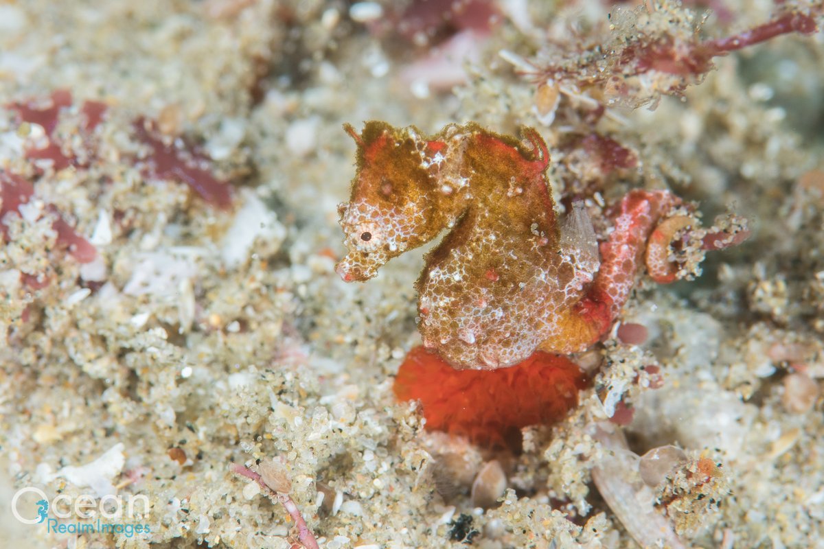 Rich_Underwater's tweet photo. SUPER EXCITING news! Colleagues and I have just named the new Sodwana Pygmy Seahorse (Hippocampus nalu) from South Africa. The first pygmy known from the Indian Ocean!!! https://t.co/xm5OGhzuA2 https://t.co/tL9KAw88KA