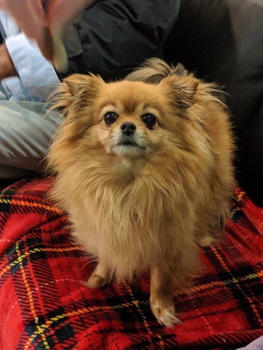 DogsTrust's tweet photo. Our #HopeProject works with hostels to encourage them to accept dogs 🐕.  Layla and her owner Mustapha were rough sleeping before moving to a YMCA hostel who we supported in accepting dogs. 💬”When she was on the streets she was stressed, but she knows she can be relaxed now”.💛 https://t.co/z8CM3TI6xb