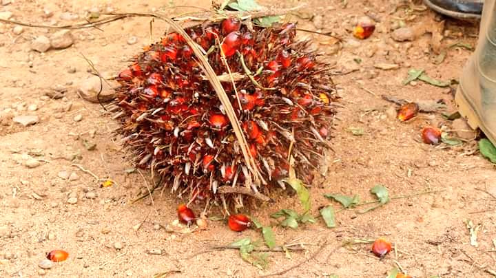 Solidaridad_wa's tweet photo. @Solidaridad_wa #SWAPP in collaboration  with @UNIDO @GQSPGhana begins e-training for oil palm processing companies on the #standard for @RSPOtweets today. The training is to equip them to better understand the requirements of the @RSPOtweets to enhance market access @GQSPglobal https://t.co/GKH3QXCxDg