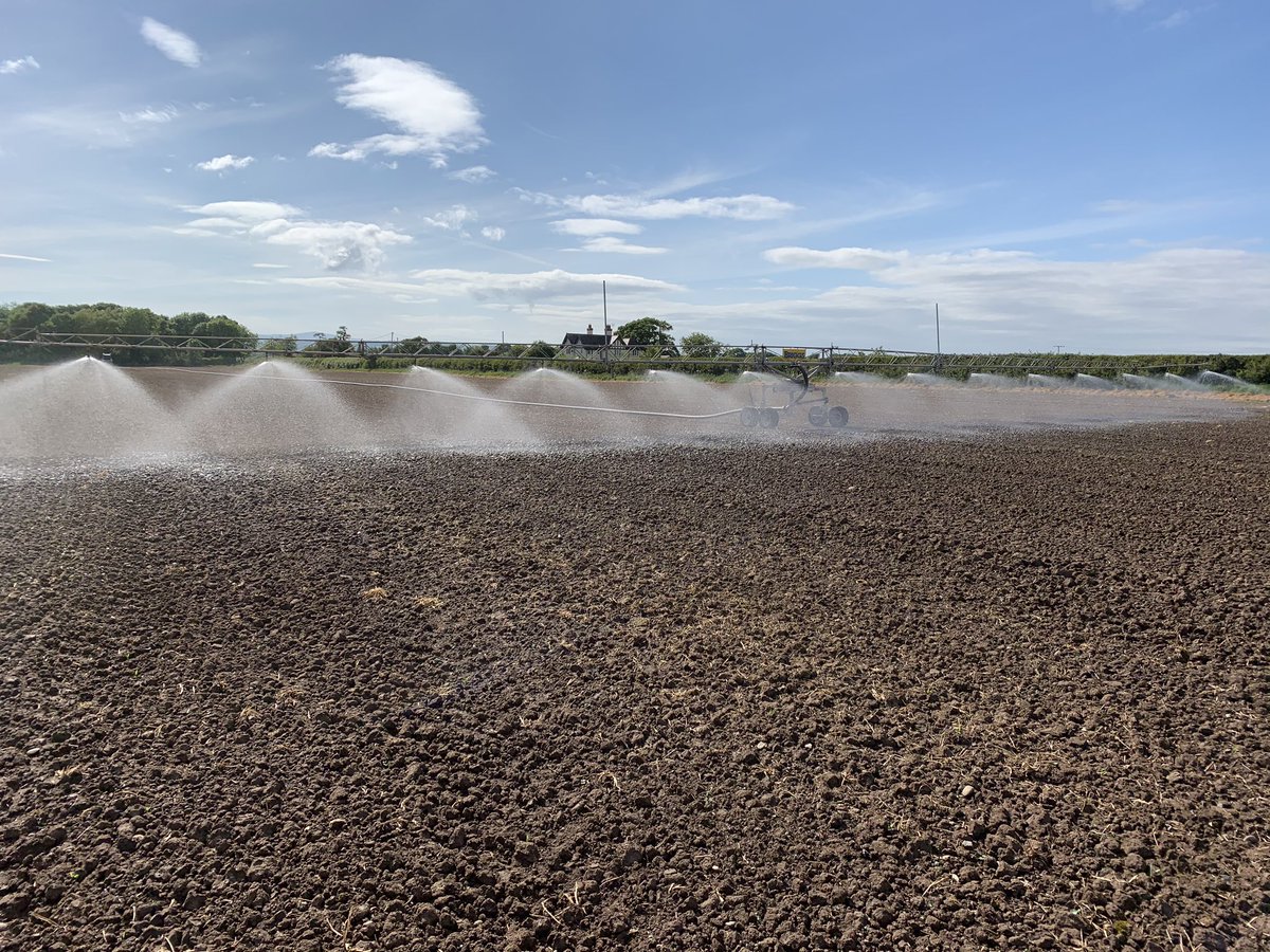 Maize having a drink. This is the plant equivalent of that first cold beer on a scorching summers evening after stacking small bales to the rafters in a tin roofed Dutch barn. #ifyouknowyouknow #FarmOn #imissthepub