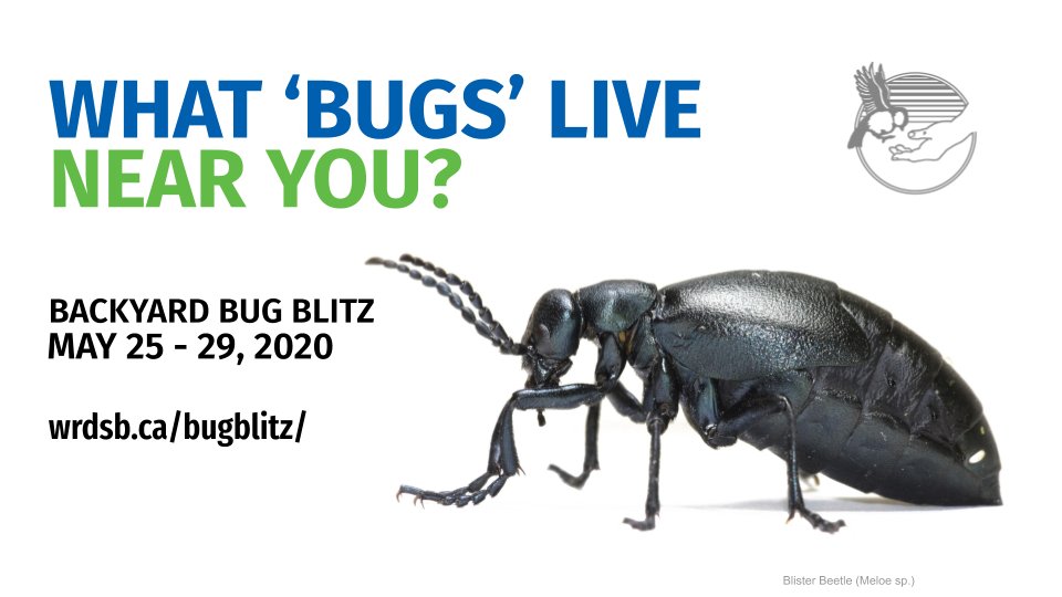 Hey <a href="/wrdsb/">Waterloo Region DSB</a>! Are you ready to count down to the #WRDSBbugblitz? Over the next 6 days we are releasing 18 original bug close-ups courtesy of our own <a href="/Environment_Al/">A Woodhouse</a>. First bug: Blister Beetle.
DYK blister beetle larvae feed on grasshopper eggs. Yum! wrdsb.ca/bugblitz