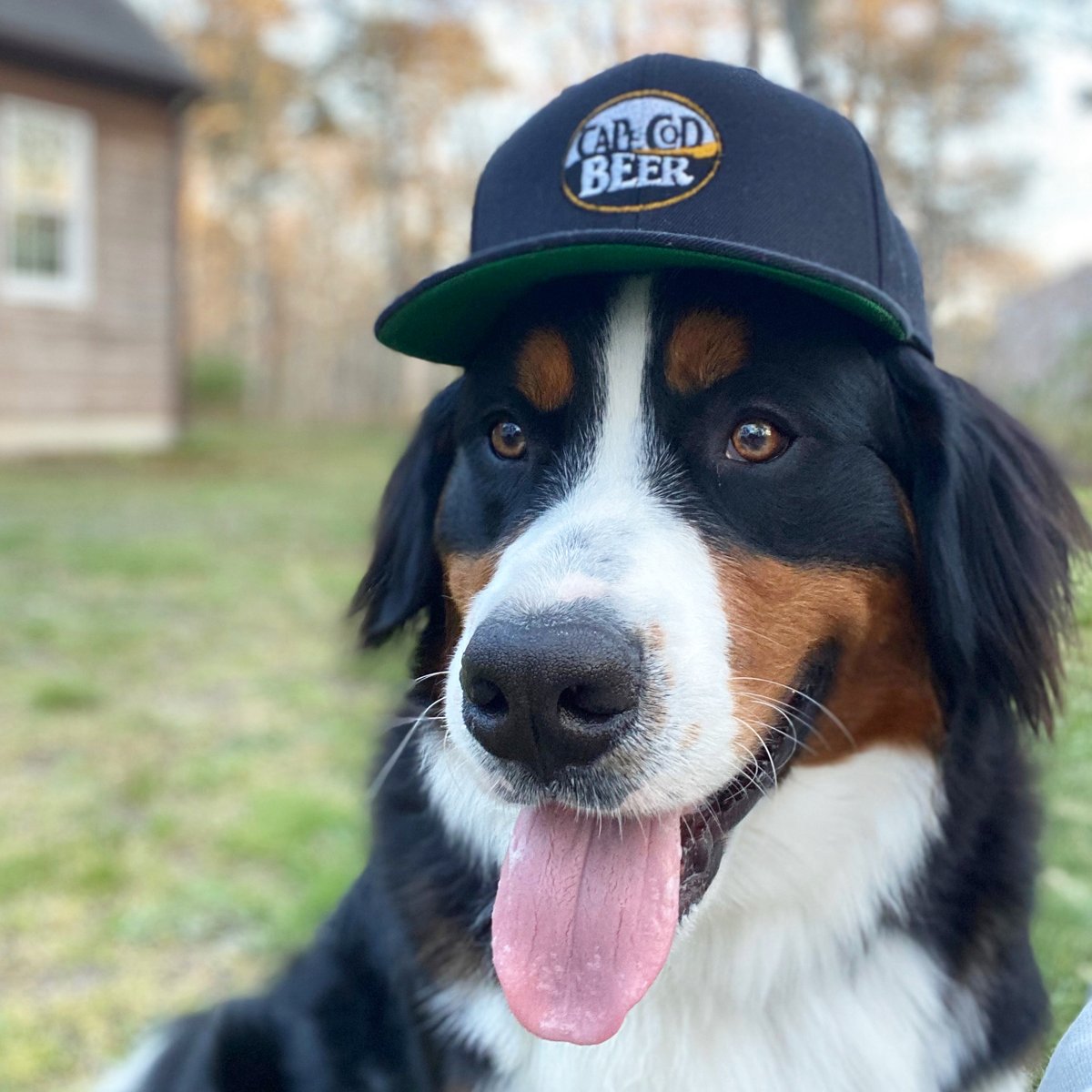capecodbeer's tweet photo. Tongues out Tuesday from Jax!!🐶🍻 This guy is the bff of our brewer Logan! Jax borrowed his hat for this photo & we think it looks great on him! What do you guys think??
#dogsofcapecodbeer #bff #capecodbeer https://t.co/FhZtlck6SK