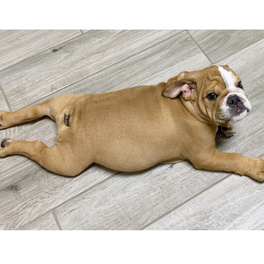 AMHCharlotte's tweet photo. Little Houston back for his second puppy visit with Dr. Andersen! 

“Paint me like one of your French girls” 😂🤣 https://t.co/SWemuJaEK2