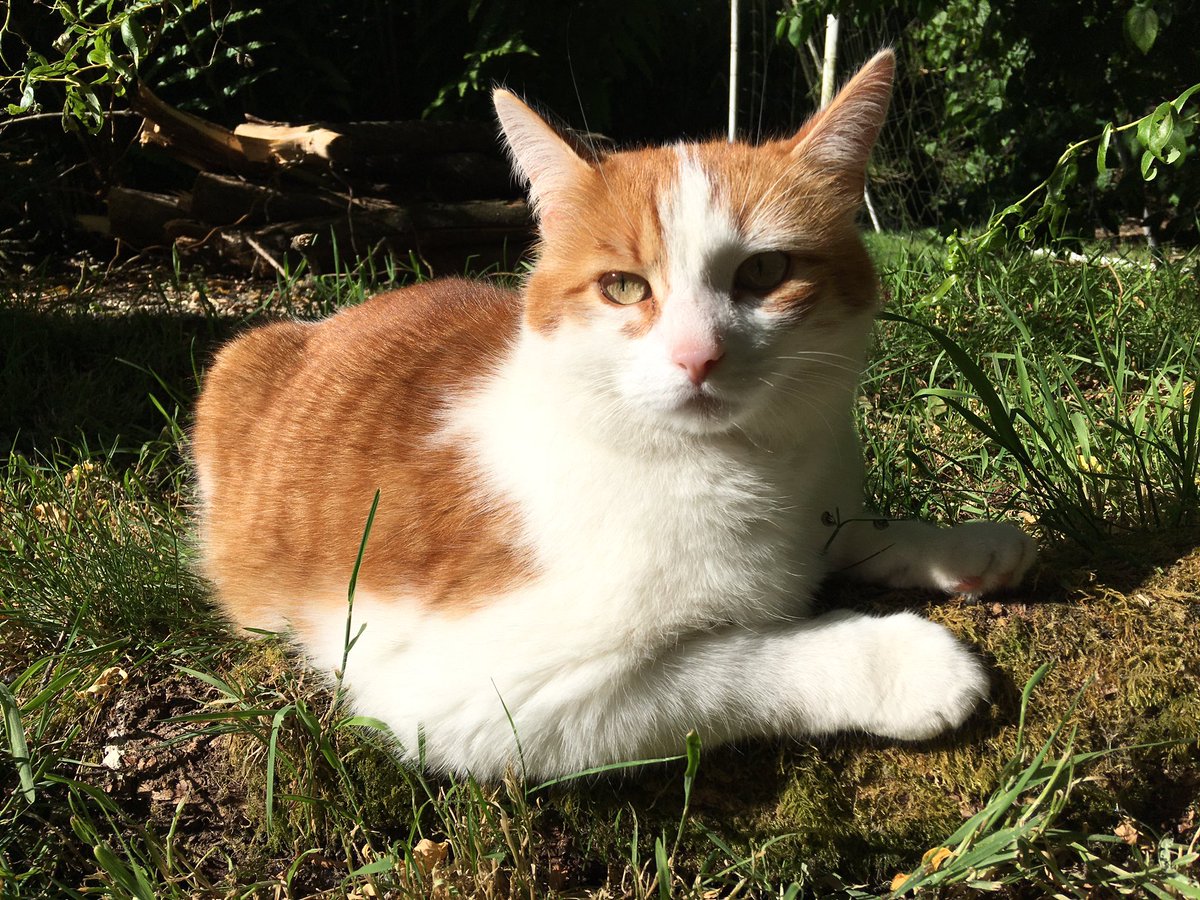 Vicpurrr's tweet photo. Just chased a cat out of my enemy’s territory so now that cat thinks it’s my territory HA. https://t.co/CfQIOLEUqs
