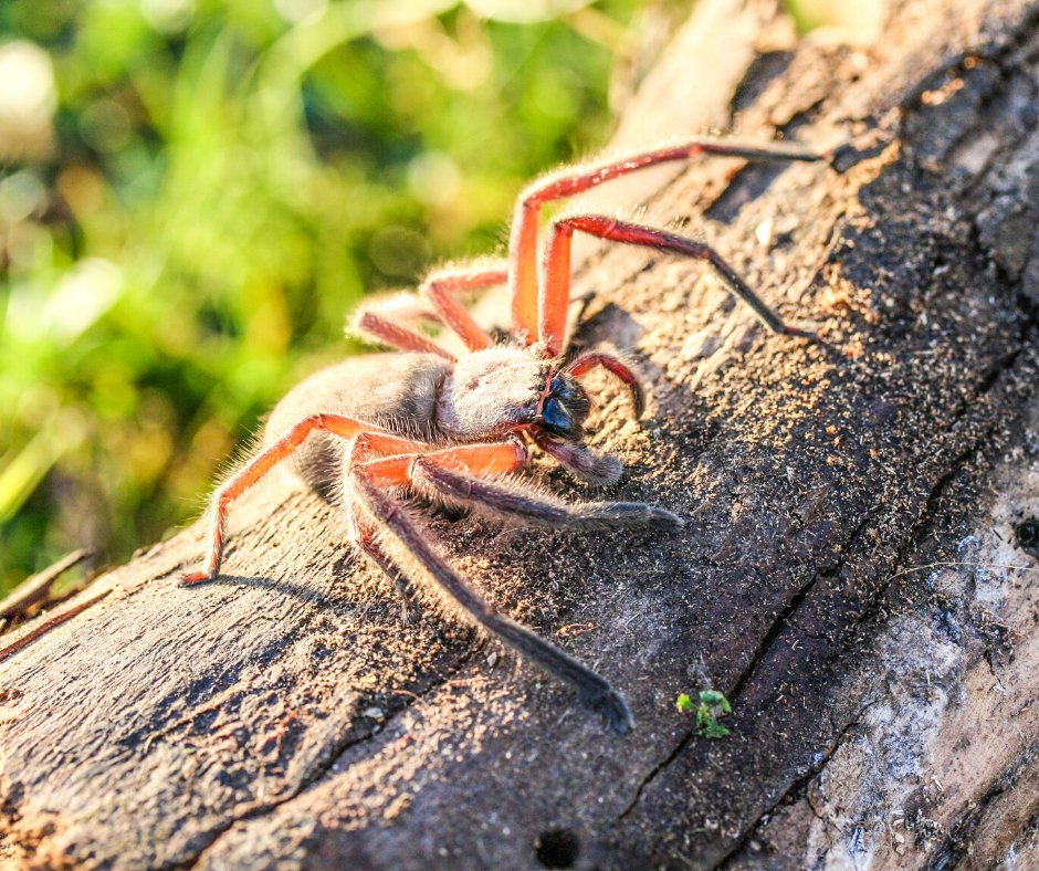 Outsmart pests this summer, with these creative and effective ways to reduce the number of pests in your home and yard. 
amcoranger.com/guarding-your-…
#AmcoRanger #PestSoutions #Pests #ProtectWhatMatters