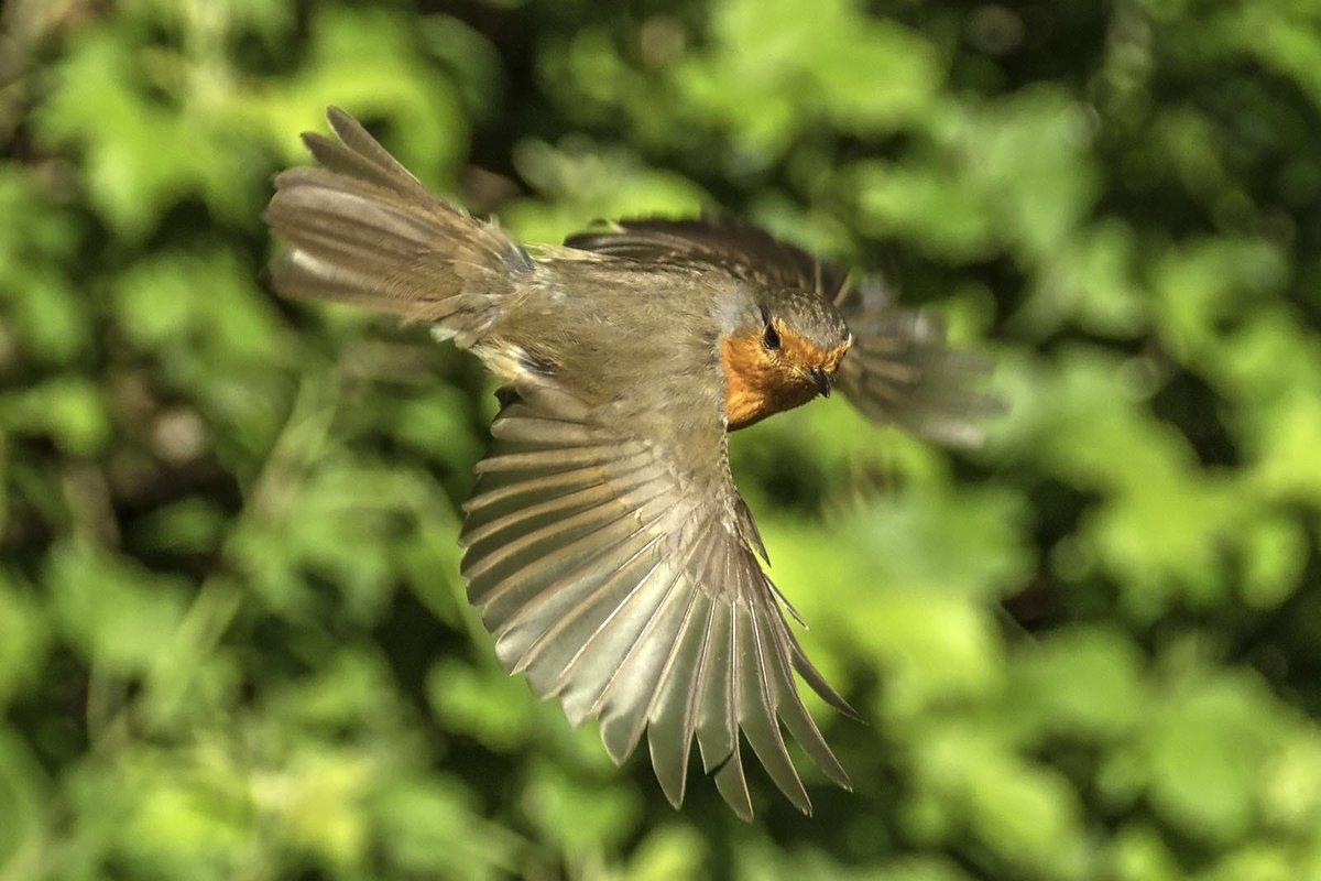 Robin, checking me out, yesterday morning at Seaton Wetlands <a href="/wildeastdevon/">Wild East Devon</a> <a href="/iNatureUK/">iNatureUK</a>