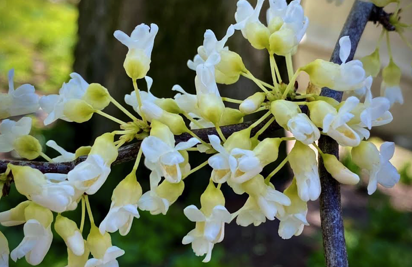 FOPG's tweet photo. The ever-popular Redbud blossoms into rather spectacular rosy pink and white flowers-- #SharingSpring #PublicGarden. Fits perfectly in #Boston with its beauty and resilient nature. https://t.co/mOoLpzGsVc