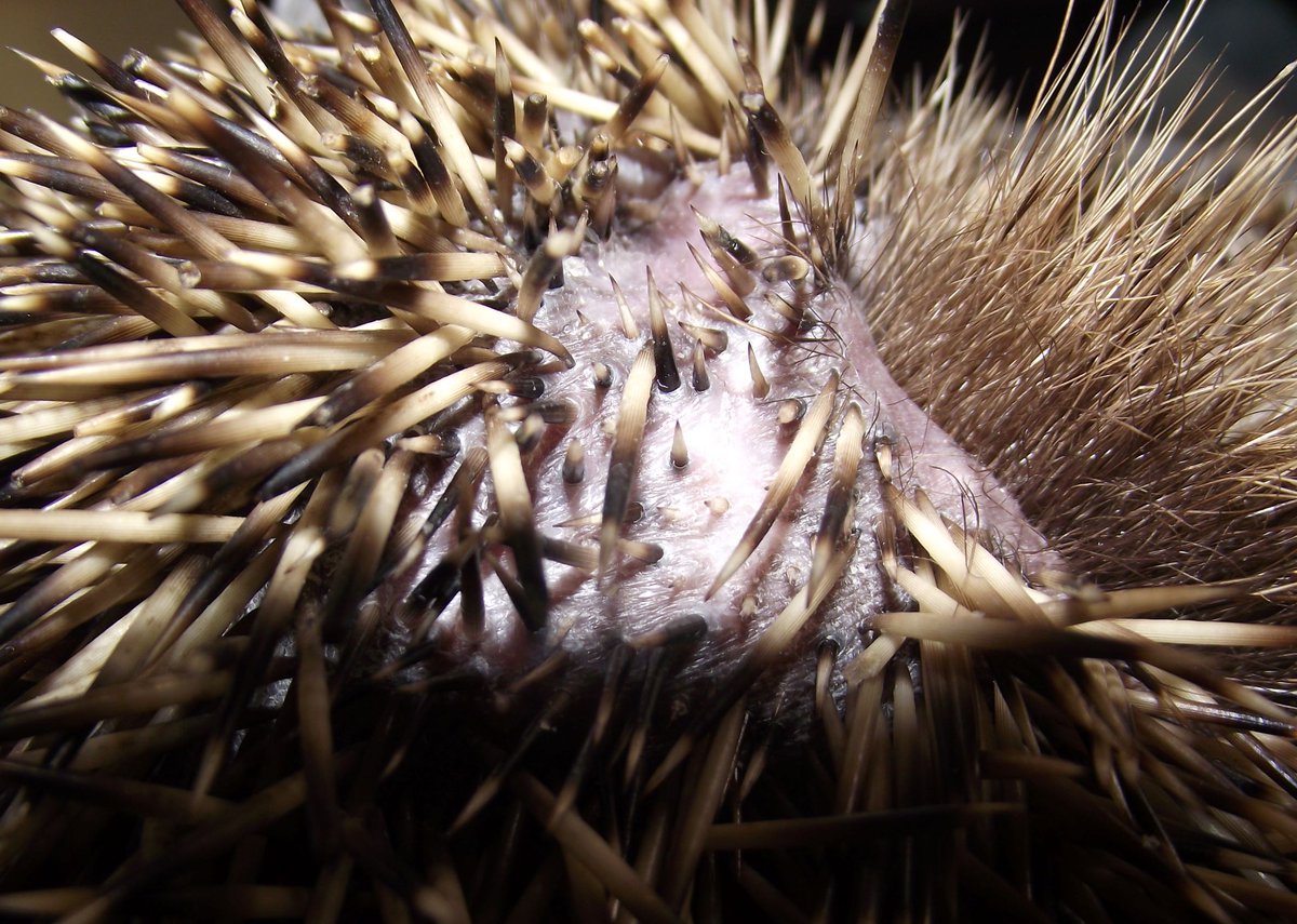 HedgehogCabin's tweet photo. Sweet Finch has finished his meds and his nose wound is no longer causing him any trouble. And at last, the healed new skin on his head is growing back spines and fur. He's raring to go back to the wild, so a couple more days to let the regrowth gain hold and he can be free. https://t.co/KryBRH4f6R