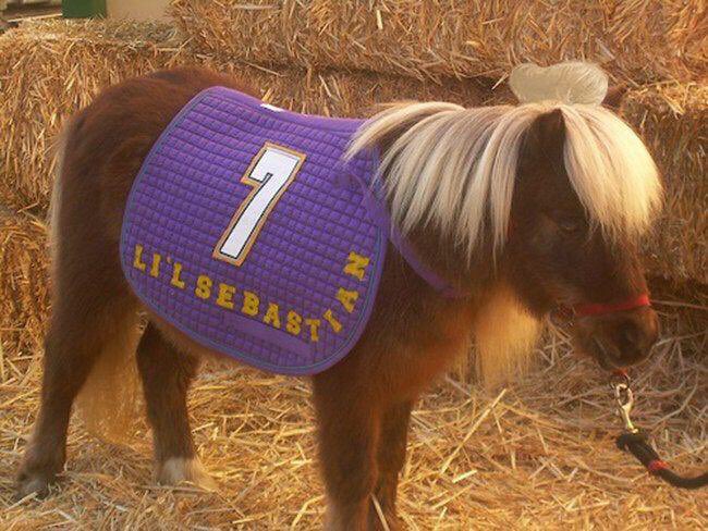 nocontextpawnee's tweet photo. It’s been 9 years since our horsiest friend spread his wings &amp; learned to fly. We miss you every day, Li’l Sebastian. 🐴🕯♥️ https://t.co/lVC6nYO0in