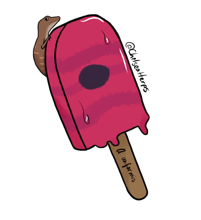 🇩🇲 Chelsea, Biologist/Magical Girl 🦎 tweet media