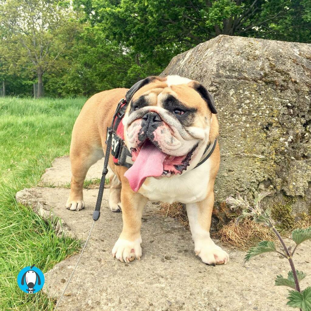 olliespetcare's tweet photo. Harvey definitely has #tongueouttuesday nailed today!! 🐶👅😛🐾💙
•
#dogwalks #wereback #phoenixpark #dublin #irishweather #parkwalks #englishbulldog #bulldoglife #smile #dogsmile #tot #tongueout #tuesdaymotivation #irishdogs #dublindogs #harveythebul… https://t.co/k9vAR7Y4tf https://t.co/wQNv0V0yyo
